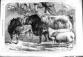 Old 1868 Prize Cattle Sheep Show Leicester Heifer Alexandra Booth Ram Victorian