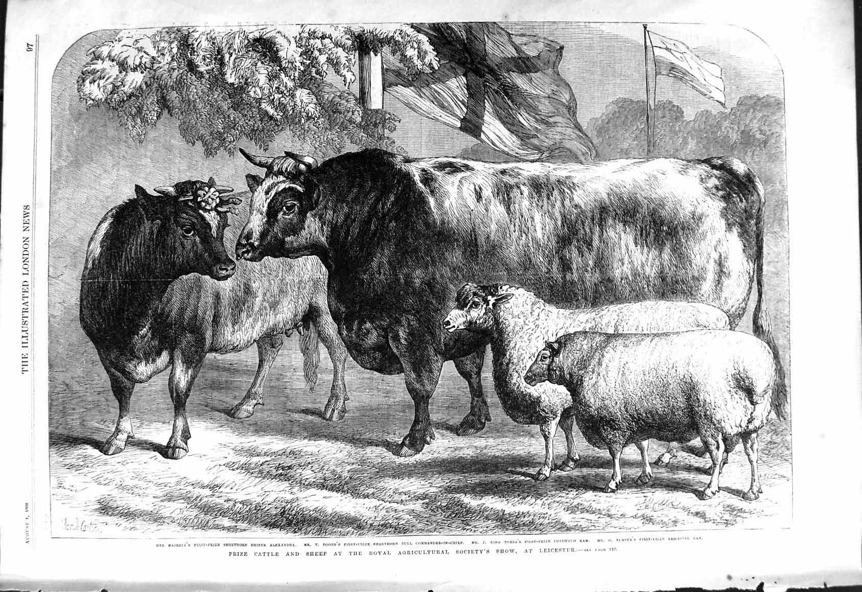 Old 1868 Prize Cattle Sheep Show Leicester Heifer Alexandra Booth Ram Victorian