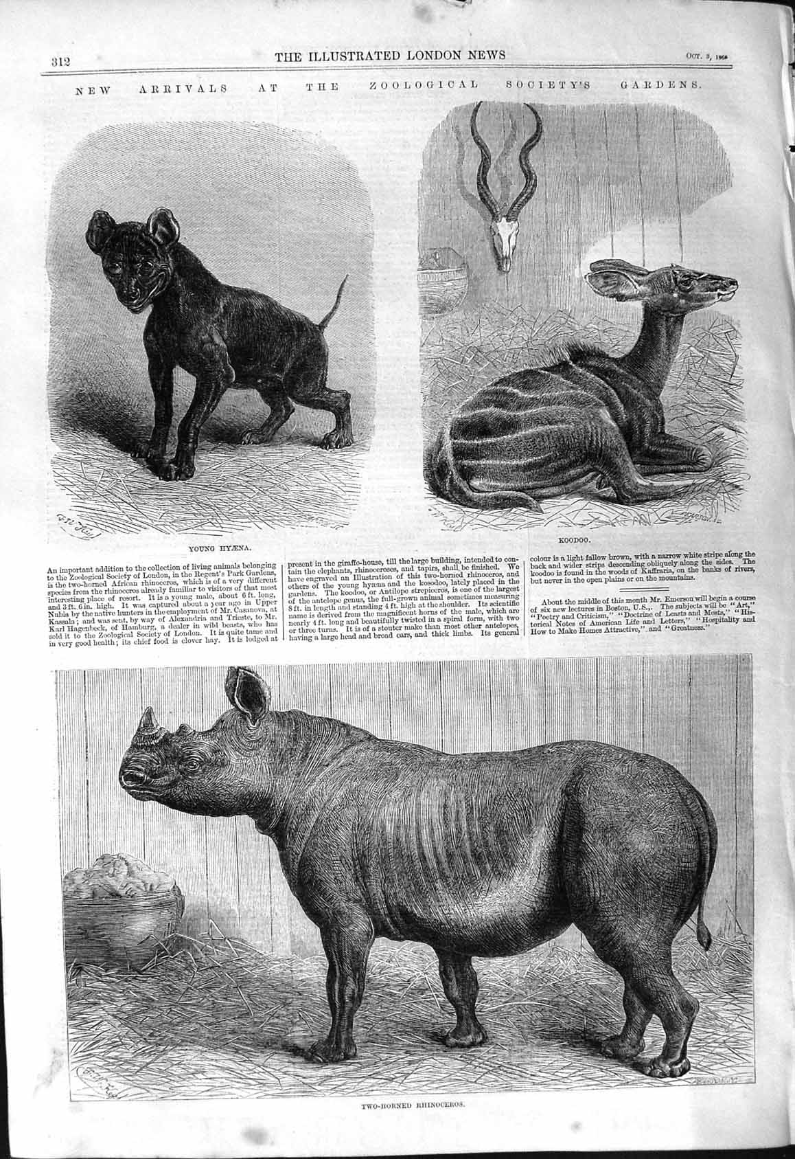Old 1868 Zoological Gardens Hyaena Koodoo Two-Horned Rhinoceros Anima Victorian