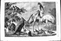 Antique Old Print 1868 Australian Birds Animals Duke Edinburgh Prince Wales
