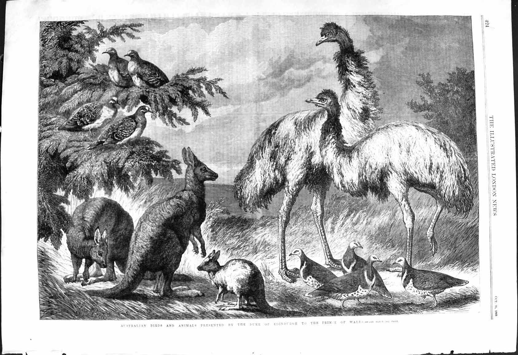 Antique Old Print 1868 Australian Birds Animals Duke Edinburgh Prince Wales