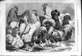 Old 1868 Prize Poultry Birmingham Midland Counties Agricultural Show Victorian