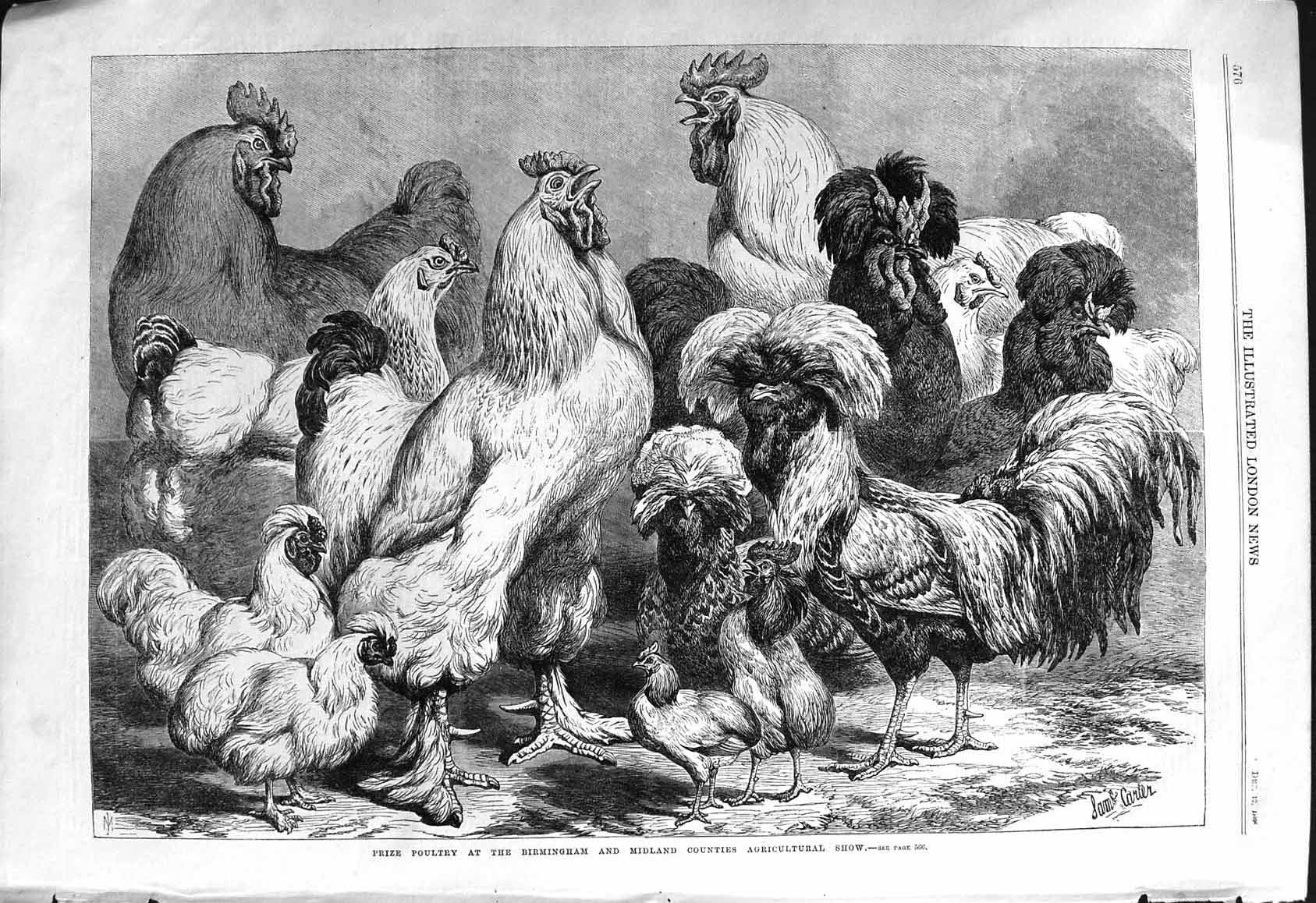 Old 1868 Prize Poultry Birmingham Midland Counties Agricultural Show Victorian