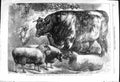 Old 1868 Smithfield Club Cattle Show Sheep Animals Agricultural Hall Victorian