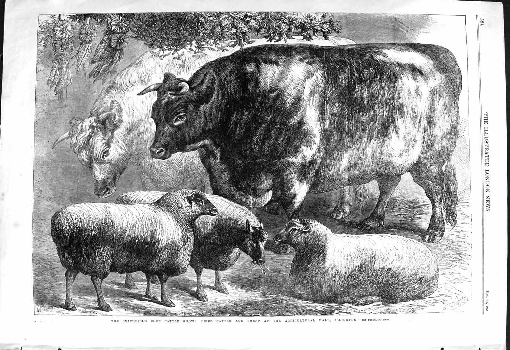 Old 1868 Smithfield Club Cattle Show Sheep Animals Agricultural Hall Victorian