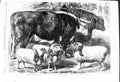 Old 1868 Smithfield Club Cattle Show Sheep Agricultural Hall Islingto Victorian