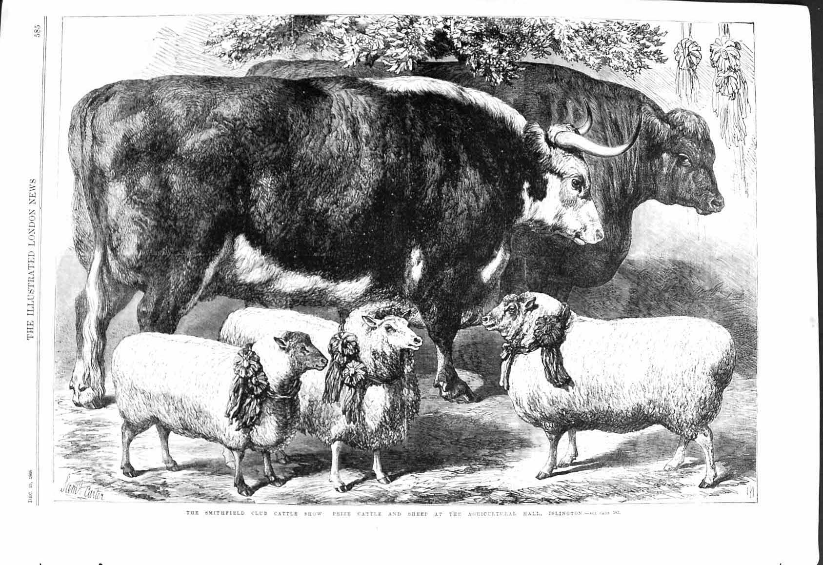 Old 1868 Smithfield Club Cattle Show Sheep Agricultural Hall Islingto Victorian