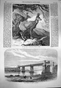 Original Old Antique Print 1869 Railway Bridge Viaduct Runcorn Musk Deer Animal