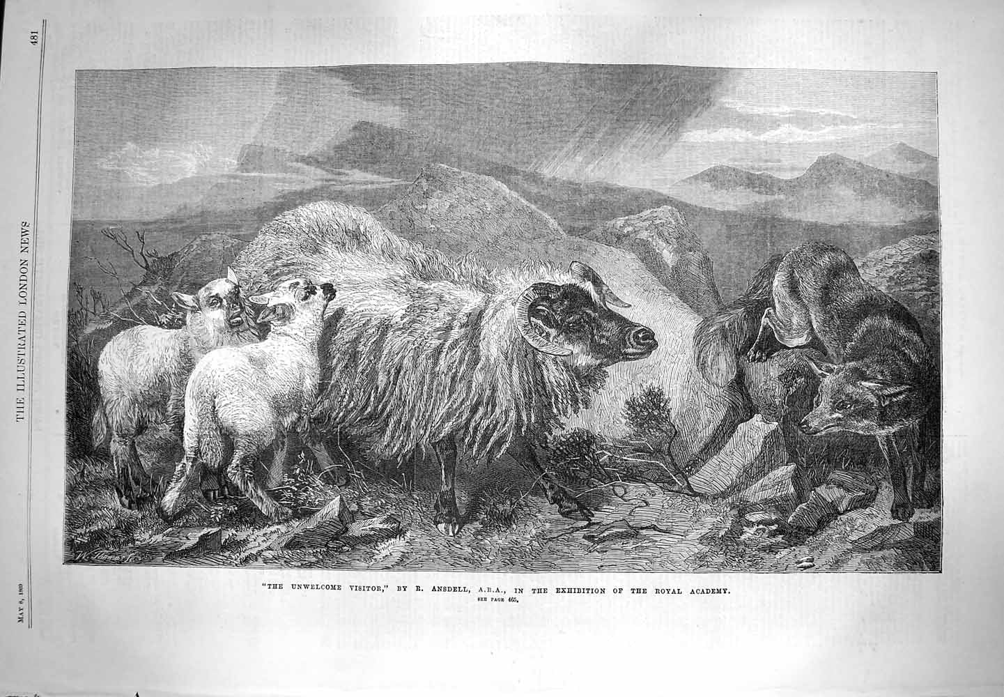 Original Old Antique Print 1869 Unwelcome Visitor Sheep Lambs Wolf Mountains