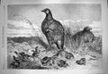 Original Old Antique Print 1869 Brood Partridges Birds Nature Country Victorian