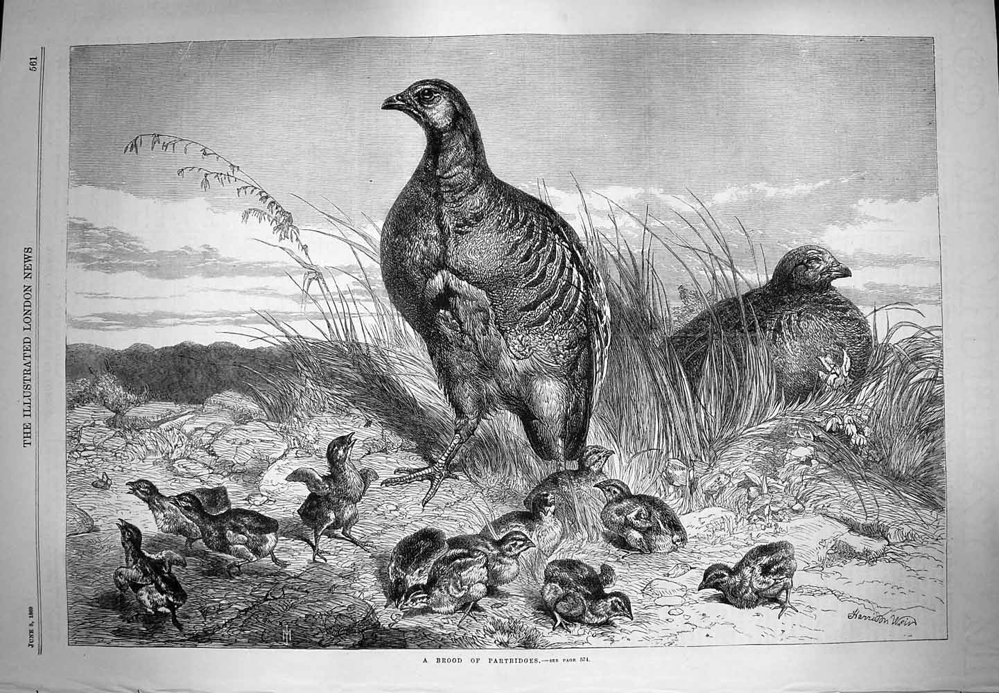 Original Old Antique Print 1869 Brood Partridges Birds Nature Country Victorian