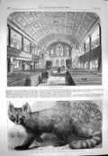 Original Old Antique Print 1869 Kensington Church Ailurus Fulgens Zoo Animal