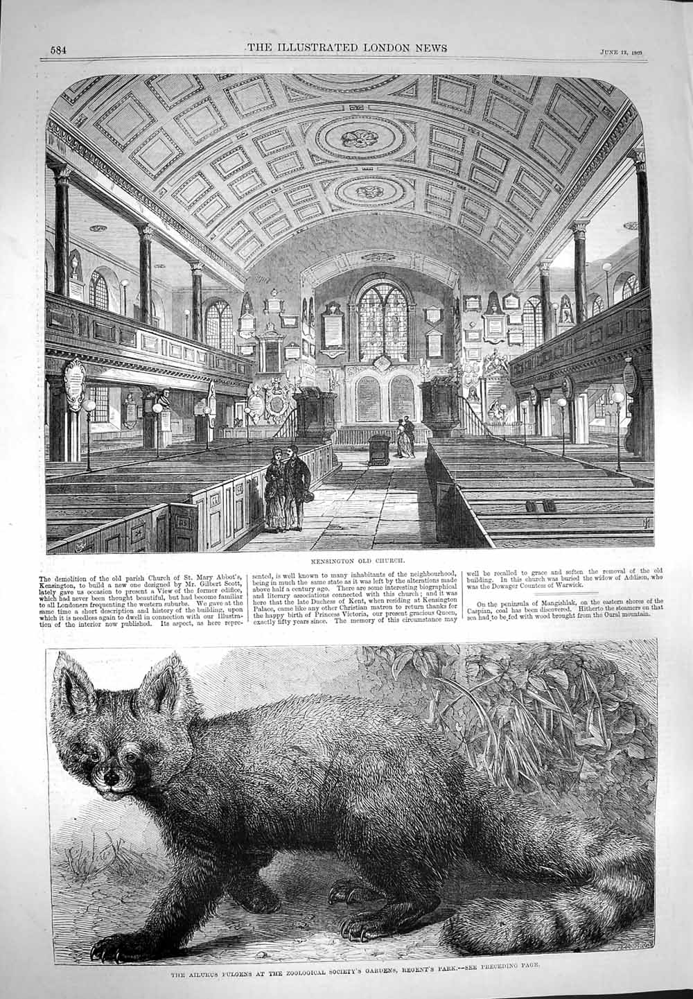 Original Old Antique Print 1869 Kensington Church Ailurus Fulgens Zoo Animal