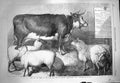 Old Antique Print 1869 Prize Cow Sheep Bath Agricultural Show Southampton 19th