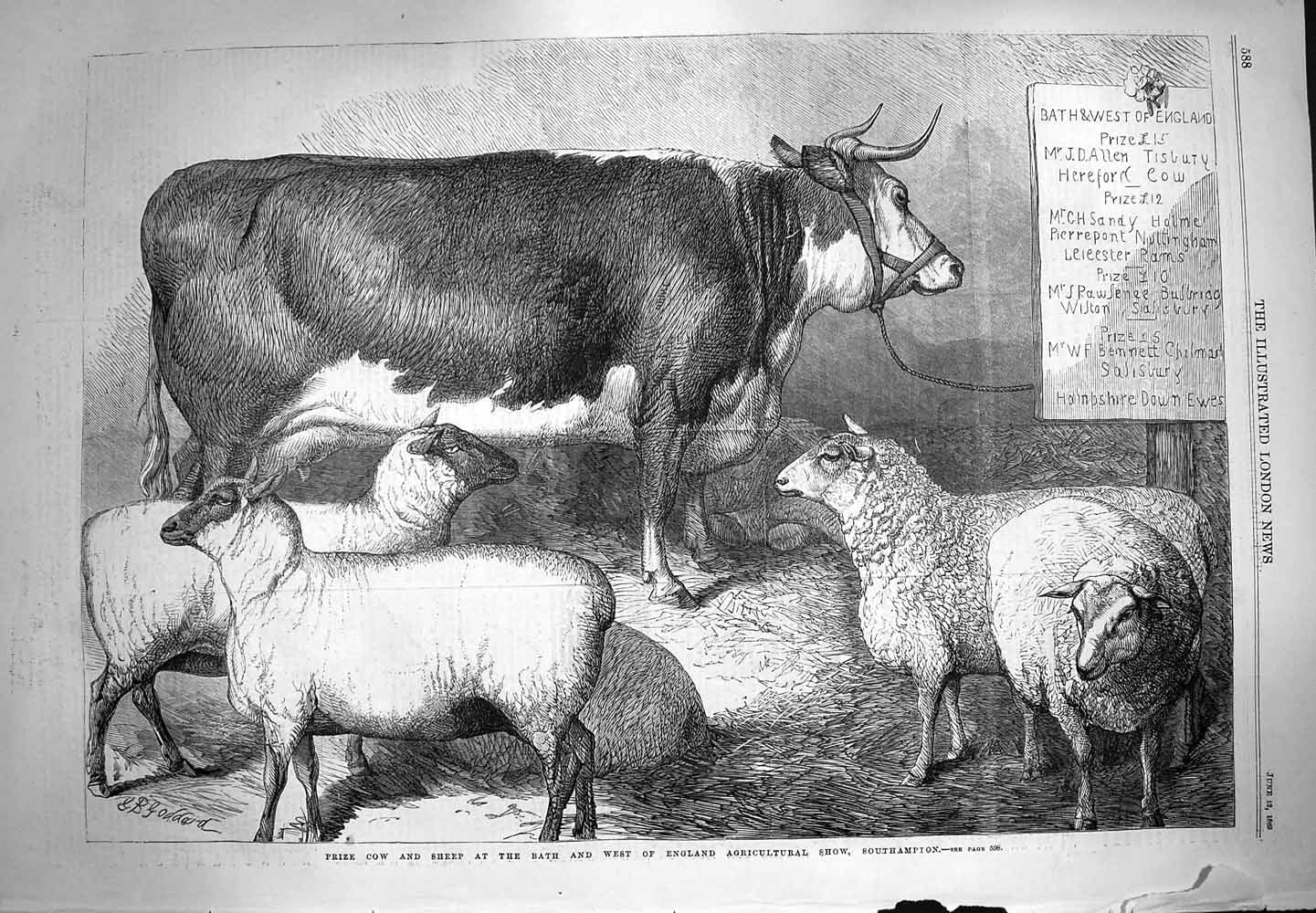 Old Antique Print 1869 Prize Cow Sheep Bath Agricultural Show Southampton 19th