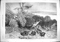 Old Antique Print 1869 Hen Pheasant Young Birds Highlands Scotland Nature 19th
