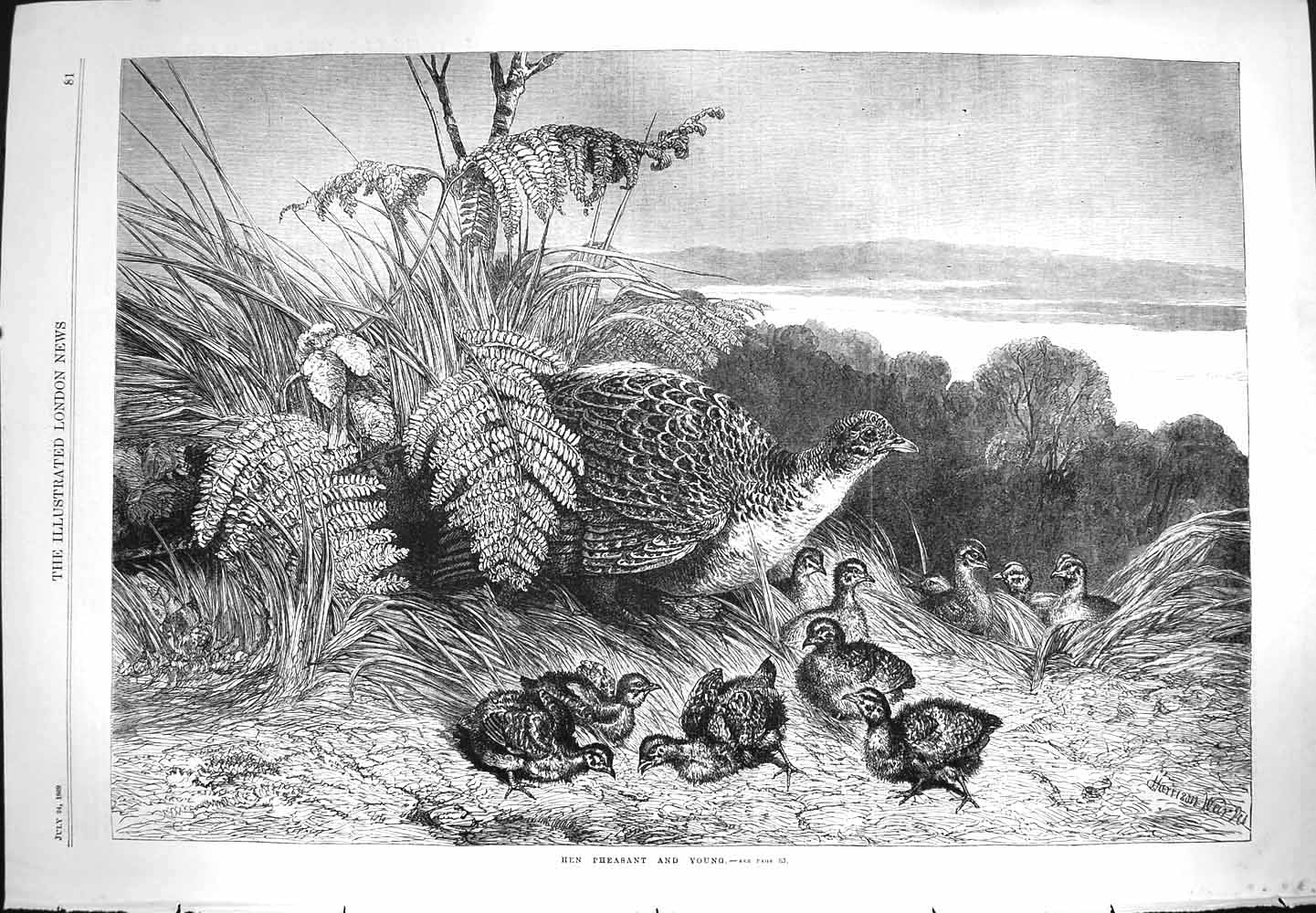 Old Antique Print 1869 Hen Pheasant Young Birds Highlands Scotland Nature 19th
