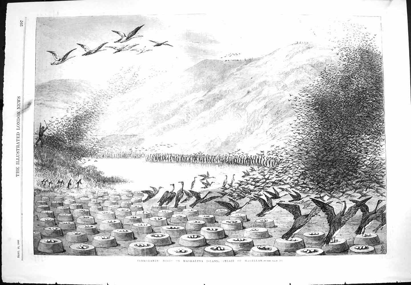 Old Antique Print 1869 Cormorants Birds Nest Magdalena Islands Magellan 19th