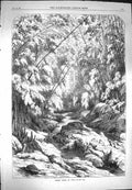 Original Old Antique Print 1869 Forest Scene Cuba River Trees 19th