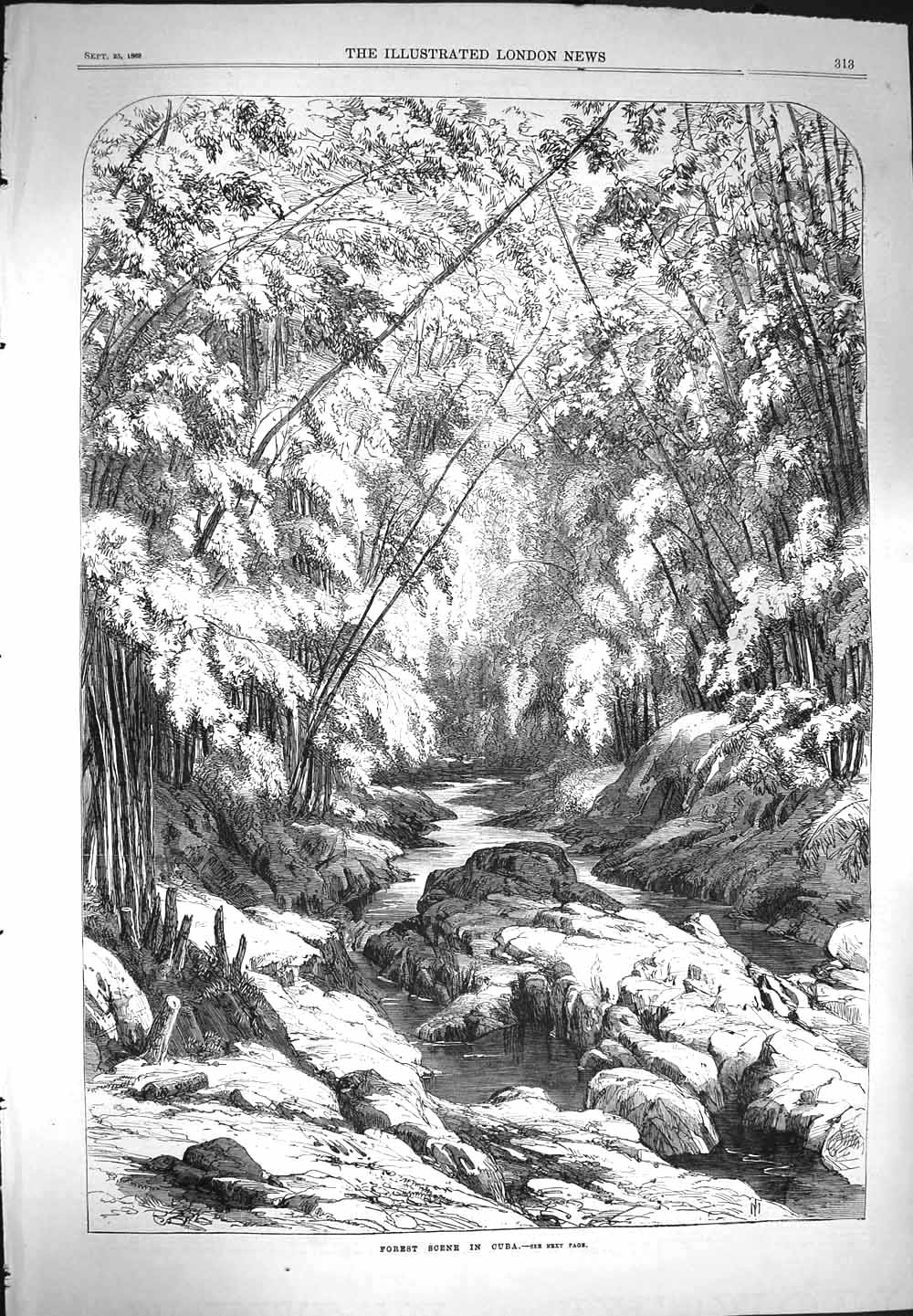 Original Old Antique Print 1869 Forest Scene Cuba River Trees 19th