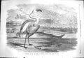 Old Antique Print 1869 Flamingoe Pelicans Duikers Sandwich Harbour Africa 19th