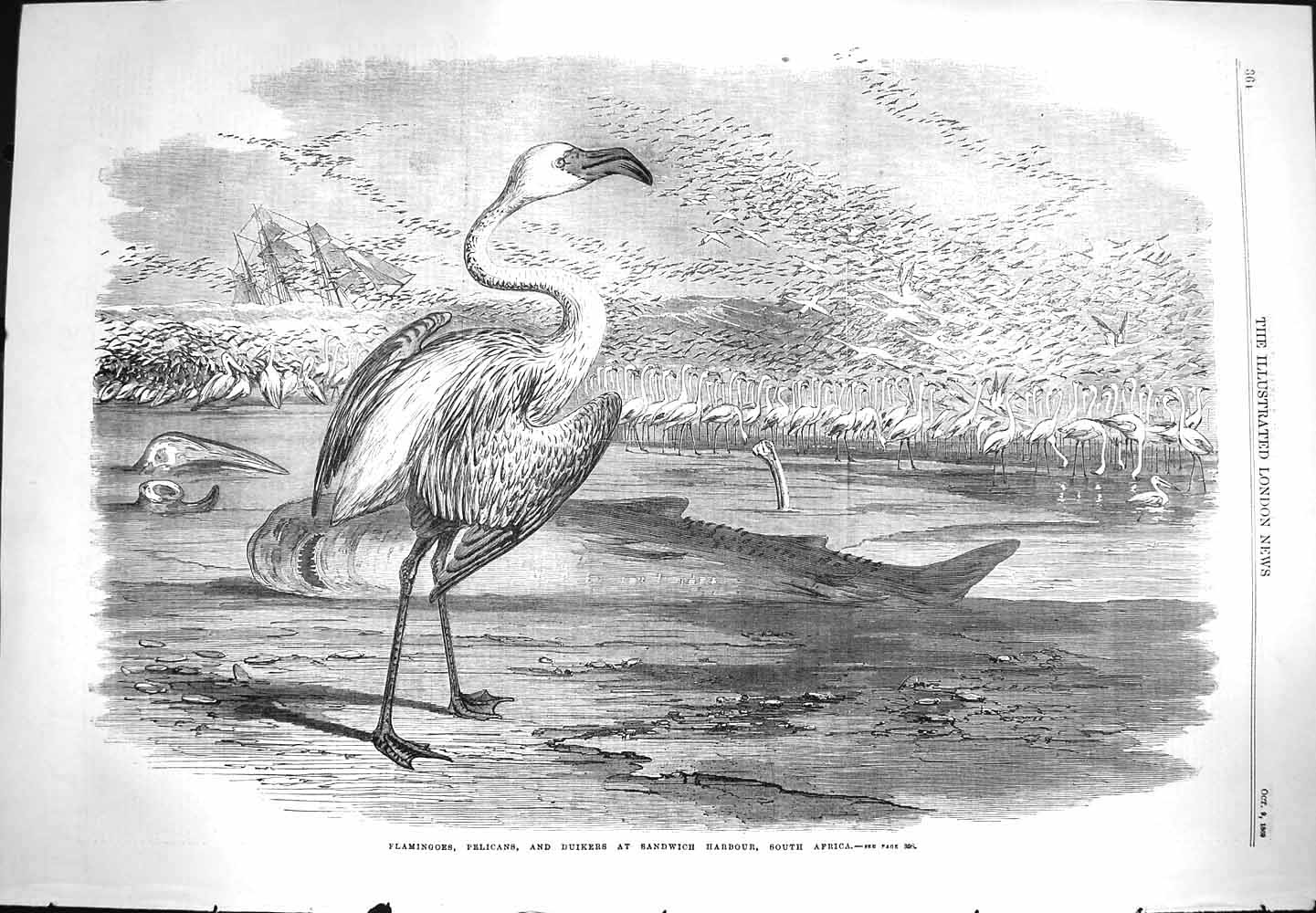 Old Antique Print 1869 Flamingoe Pelicans Duikers Sandwich Harbour Africa 19th