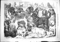 Original Old Antique Print 1869 Prize Dogs Birmingham How Animals Victorian
