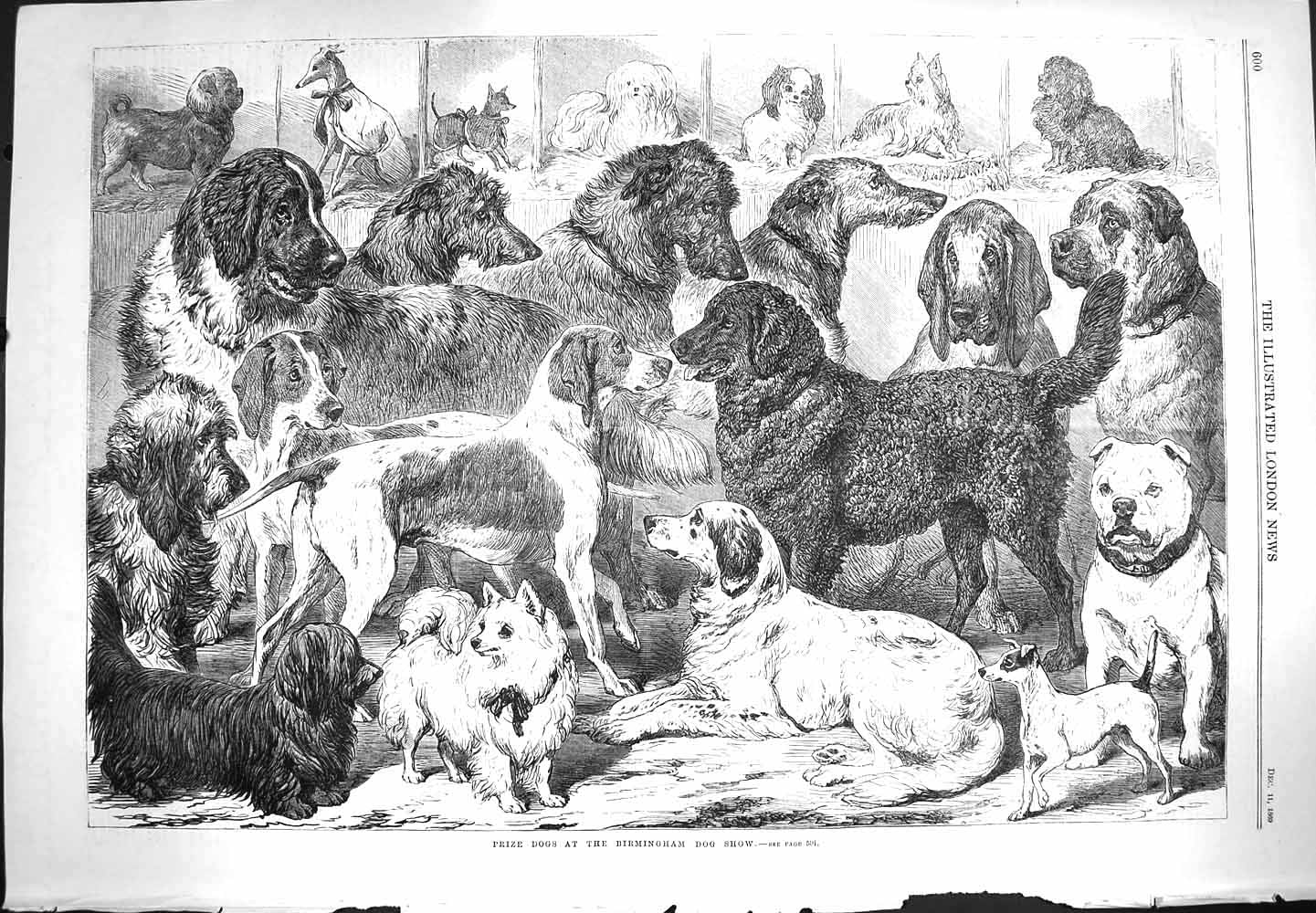 Original Old Antique Print 1869 Prize Dogs Birmingham How Animals Victorian