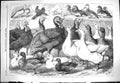 Antique Old Print *3274 1869 Prize Turkeys Ducks Pigeons Birmingham Poultry