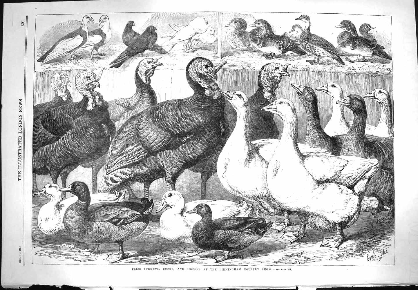 Antique Old Print *3274 1869 Prize Turkeys Ducks Pigeons Birmingham Poultry
