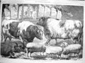 Original Old Antique Print 1869 Prize Cattle Pigs Sheep Smithfield Club Show