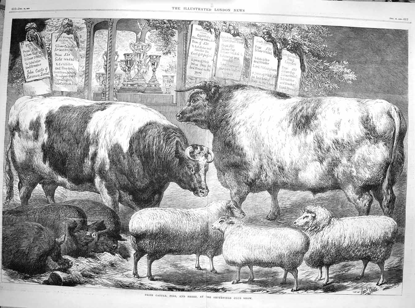 Original Old Antique Print 1869 Prize Cattle Pigs Sheep Smithfield Club Show