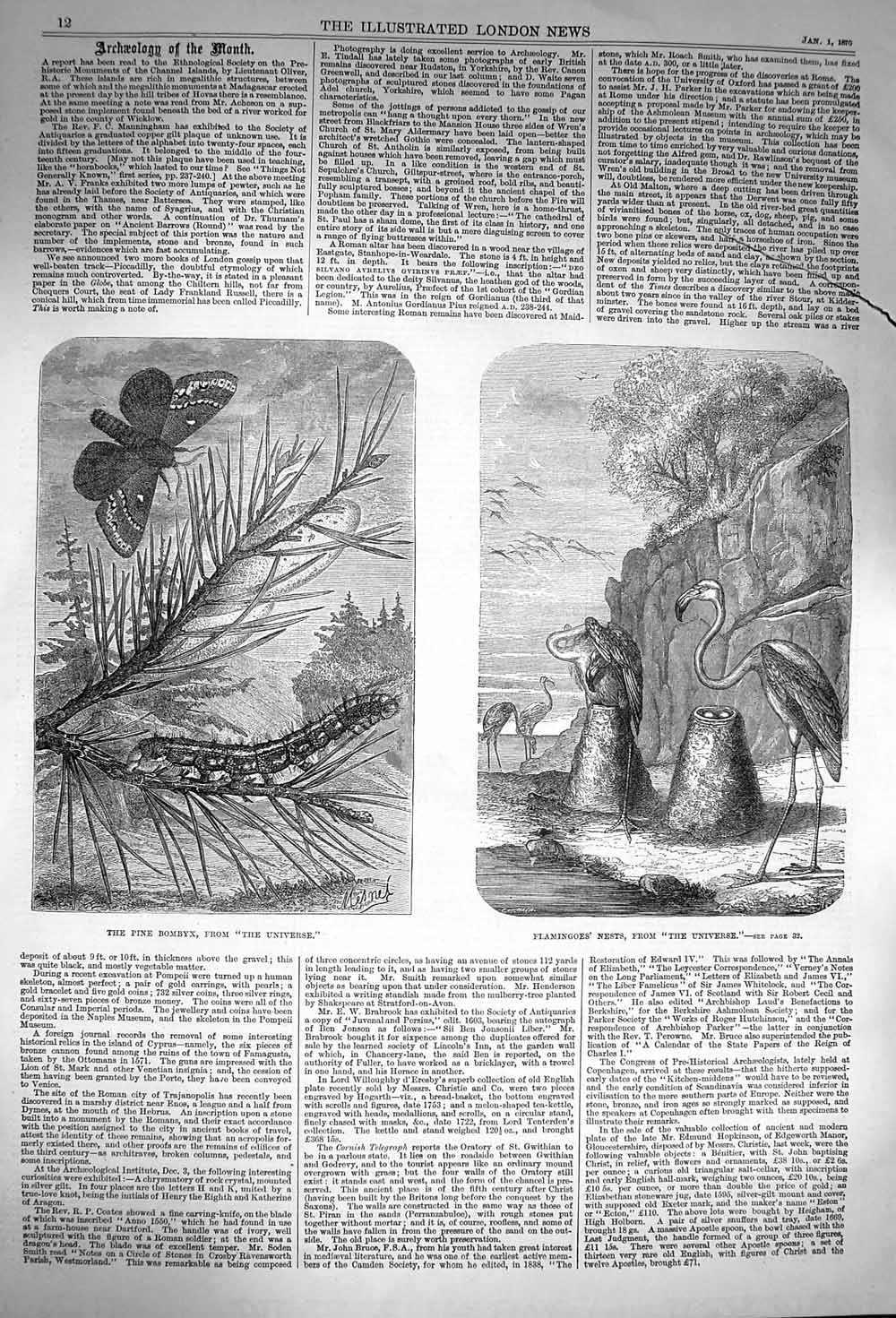 Original Old Antique Print 1870 Pine Bombyx Flamingoes Nests Universe Nature