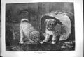 Old Antique Print 1870 Jack In The Box Puppy Dogs Pets Couldery Fine Art 19th