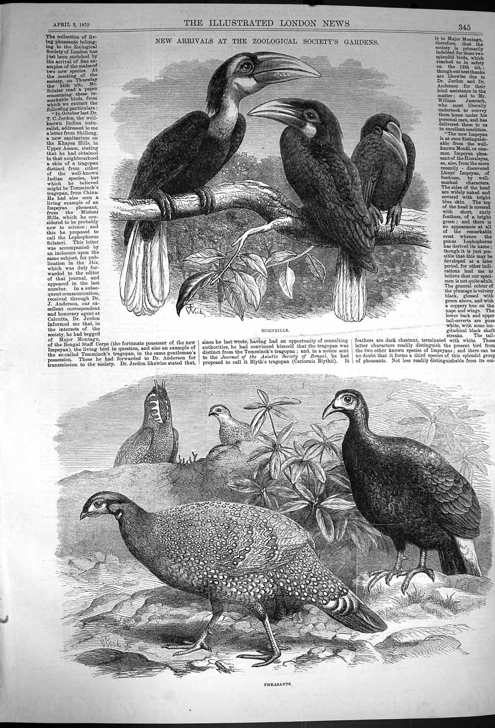 Original Old Antique Print 1870 Hornbills Birds Pheasants Zoological Society