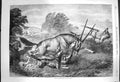 Original Old Antique Print 1870 Hunting Gemsbok South Africa Men Shooting Sport