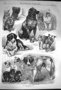 Original Old Antique Print 1870 Prize Dogs Paris Show St. Bernard Animals 19th