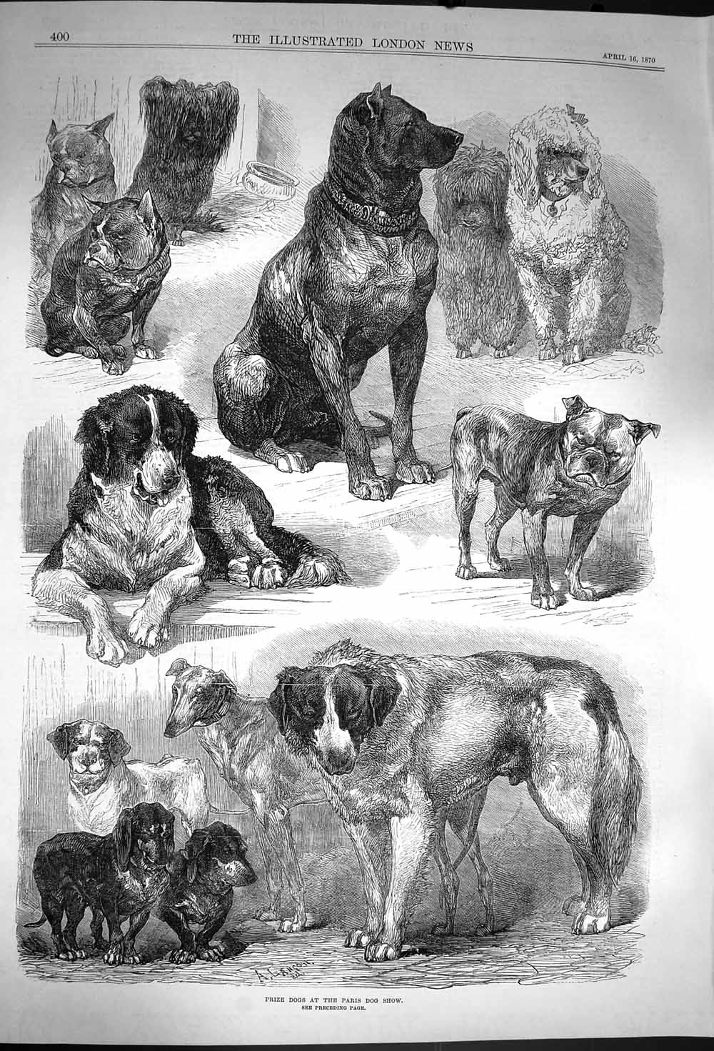 Original Old Antique Print 1870 Prize Dogs Paris Show St. Bernard Animals 19th