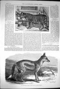 Original Old Antique Print 1870 Regimental Pet Tiger Madras Fusiliers Jackal