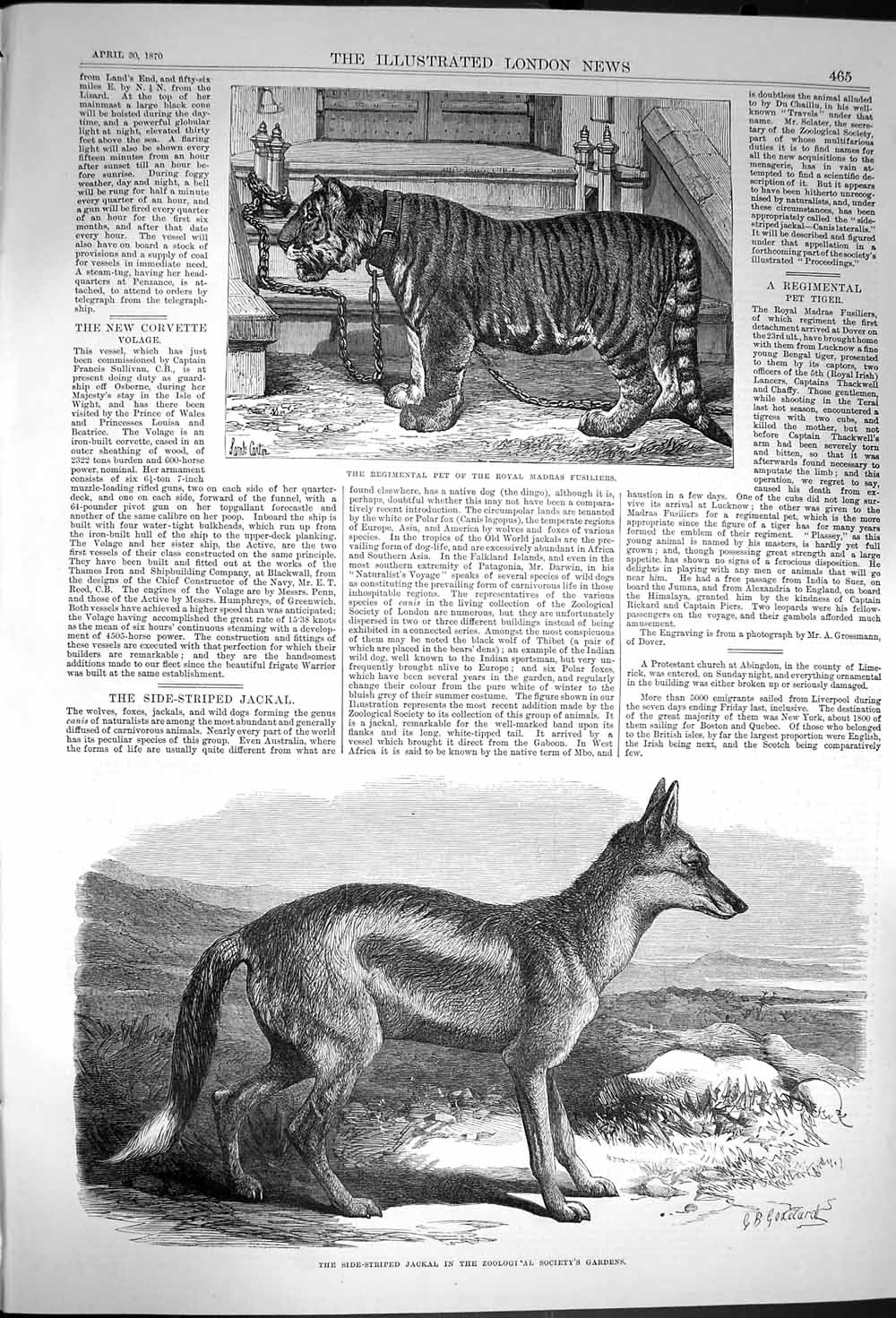 Original Old Antique Print 1870 Regimental Pet Tiger Madras Fusiliers Jackal