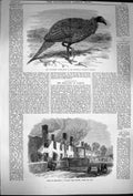 Original Old Antique Print 1870 Vulturine Guinea-Fowl Ruins Broadclist Exeter