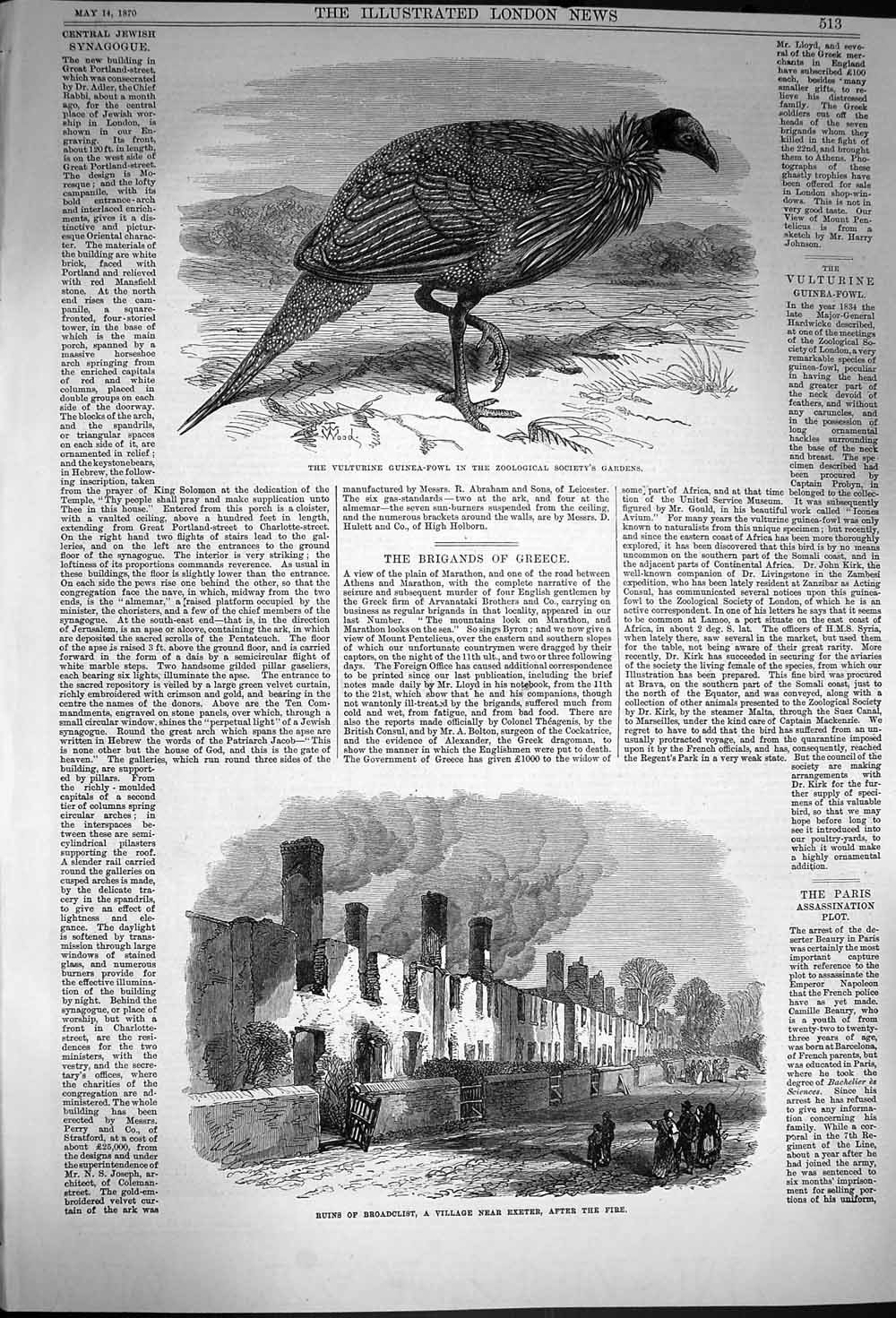 Original Old Antique Print 1870 Vulturine Guinea-Fowl Ruins Broadclist Exeter