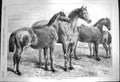 Original Old Antique Print 1870 Prize Horses Show Agricultural Hall Islington