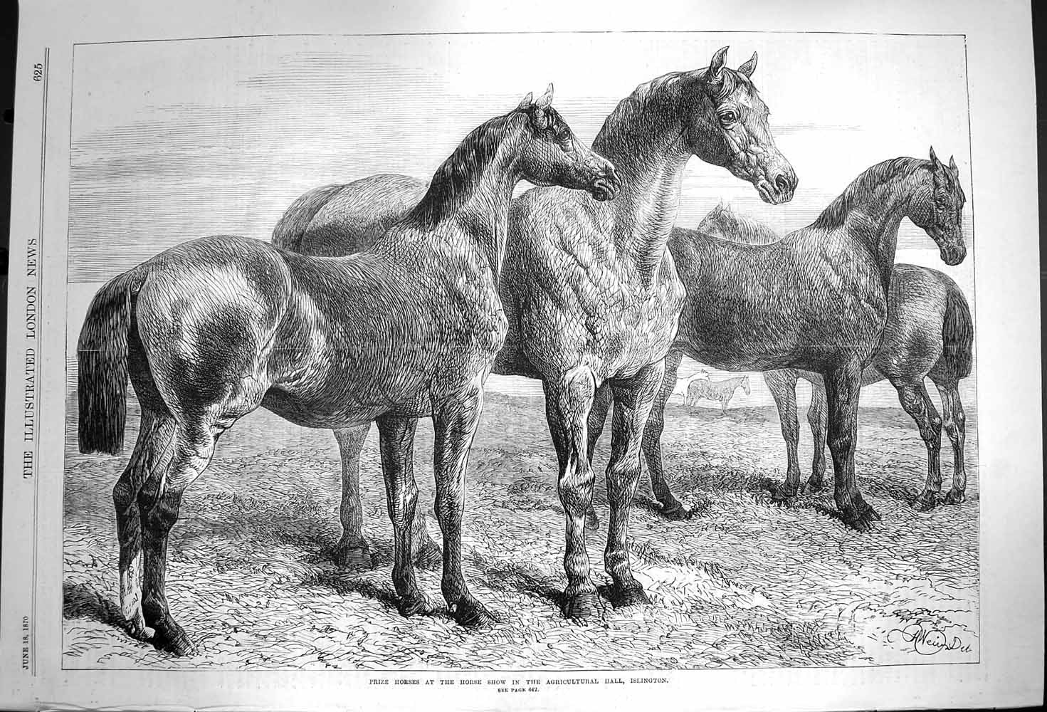 Original Old Antique Print 1870 Prize Horses Show Agricultural Hall Islington