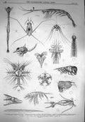 Original Old Antique Print 1870 Ocean Surface Life Sagitta Crustacean Mollusc