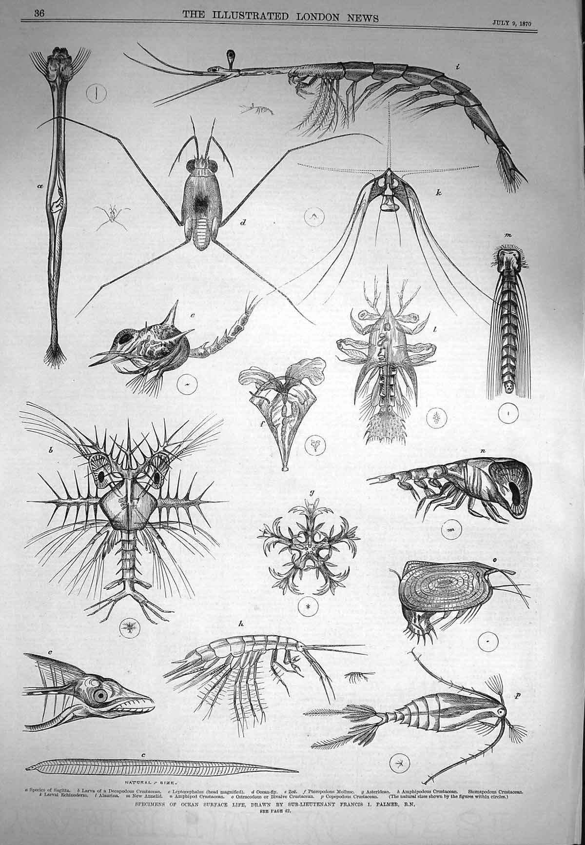 Original Old Antique Print 1870 Ocean Surface Life Sagitta Crustacean Mollusc