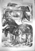 Original Old Antique Print 1870 Horses Cattle Oxford Agricultural Society Show