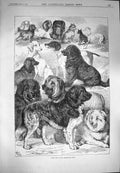 Original Old Antique Print 1870 Prize Dogs Birmingham Show St. Bernard Pets