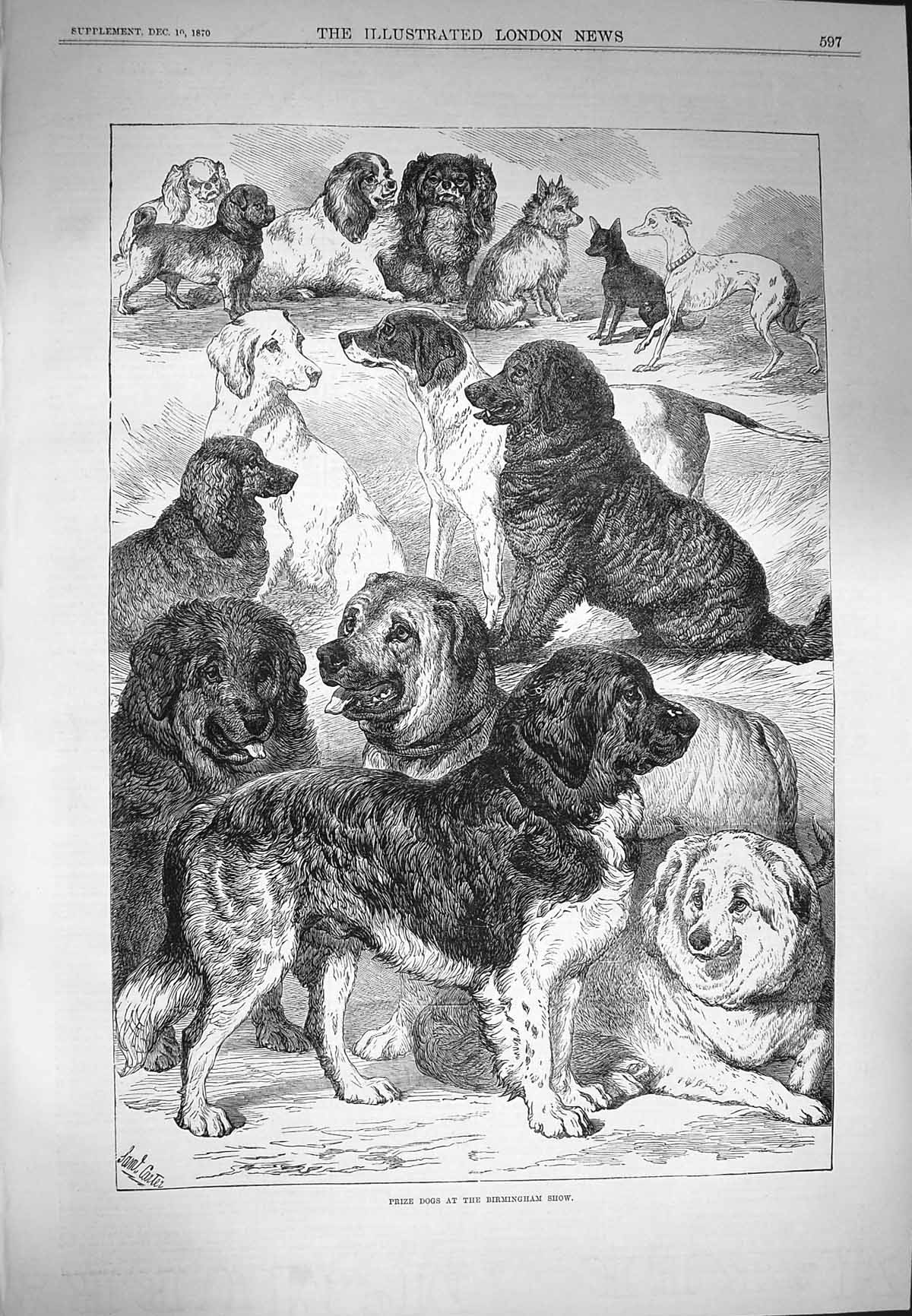 Original Old Antique Print 1870 Prize Dogs Birmingham Show St. Bernard Pets