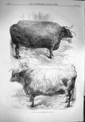 Original Old Antique Print 1870 Smithfield Club Cattle Show Prize Oxen Animals
